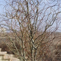 Gluosnis (Salix) 'Izvilistaja II'